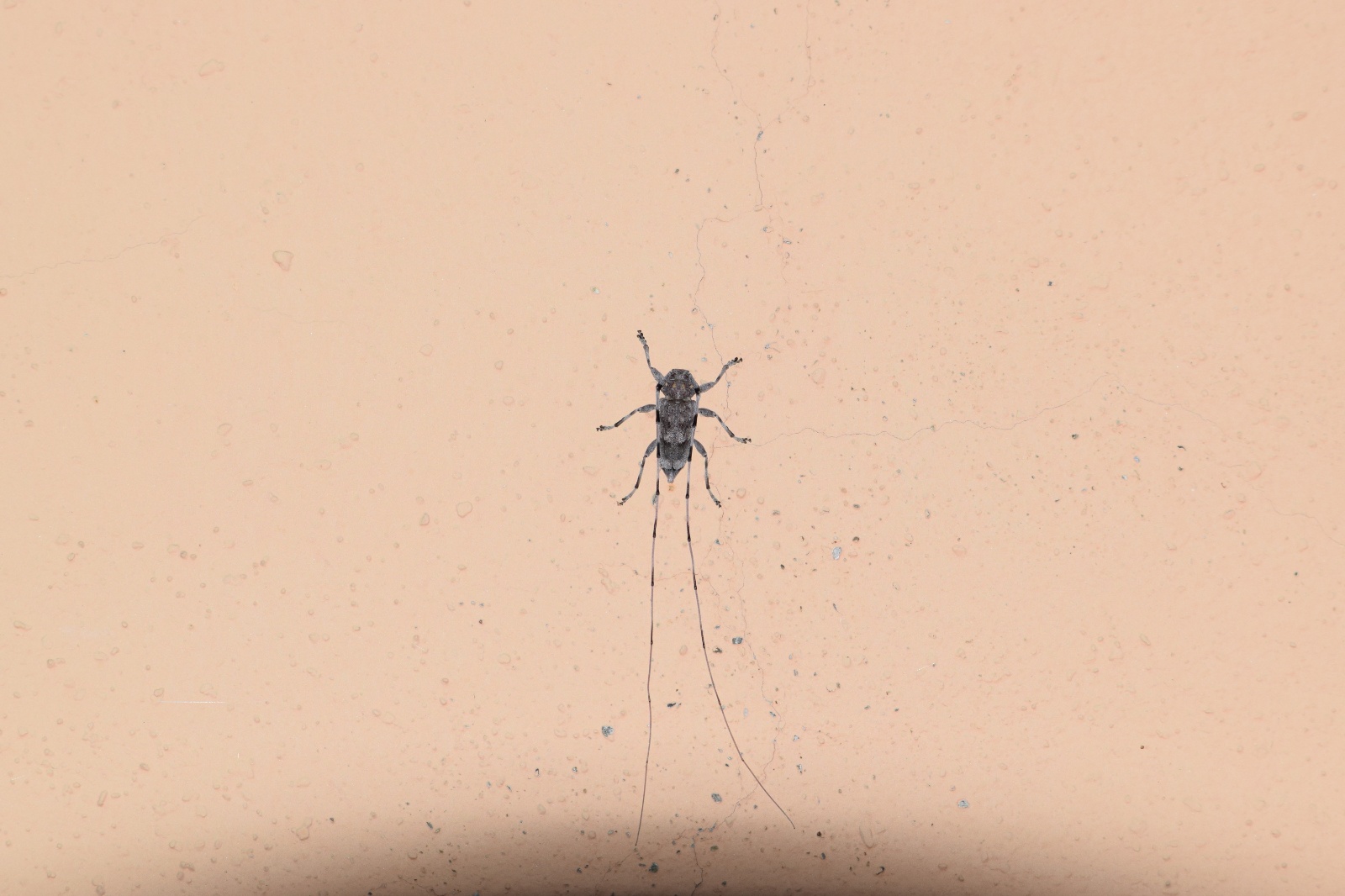 Oduncu Böceği - Acanthocinus aedilis